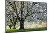 Meadow, Cherry Trees, Blossom-Herbert Kehrer-Mounted Photographic Print