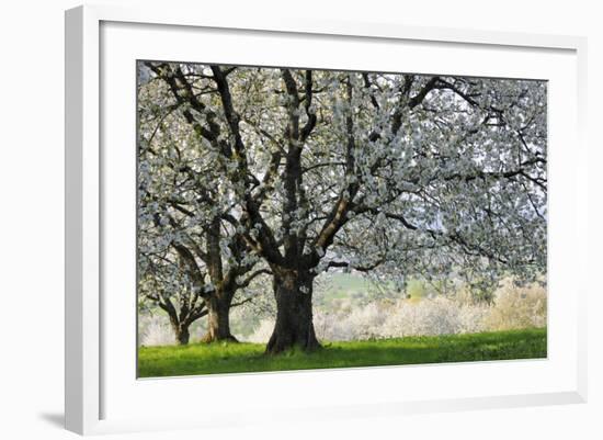 Meadow, Cherry Trees, Blossom-Herbert Kehrer-Framed Photographic Print