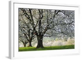 Meadow, Cherry Trees, Blossom-Herbert Kehrer-Framed Photographic Print