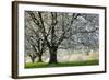 Meadow, Cherry Trees, Blossom-Herbert Kehrer-Framed Photographic Print