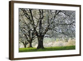 Meadow, Cherry Trees, Blossom-Herbert Kehrer-Framed Photographic Print