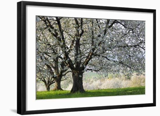 Meadow, Cherry Trees, Blossom-Herbert Kehrer-Framed Photographic Print