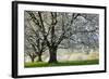 Meadow, Cherry Trees, Blossom-Herbert Kehrer-Framed Photographic Print