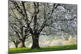 Meadow, Cherry Trees, Blossom-Herbert Kehrer-Mounted Photographic Print