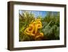 Meadow coral fungus, Peak District, Derbyshire, UK-Alex Hyde-Framed Photographic Print