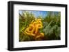 Meadow coral fungus, Peak District, Derbyshire, UK-Alex Hyde-Framed Photographic Print