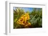 Meadow coral fungus, Peak District, Derbyshire, UK-Alex Hyde-Framed Photographic Print