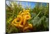 Meadow coral fungus, Peak District, Derbyshire, UK-Alex Hyde-Mounted Photographic Print