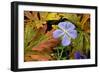 Meadow Cranesbill (Geranium Pratense)-Bob Gibbons-Framed Photographic Print