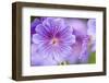 Meadow Cranesbill in flower, Germany-Kerstin Hinze-Framed Photographic Print