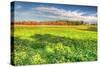 Meadow Early Autumn-Robert Goldwitz-Stretched Canvas