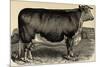Meadow Farm-Stephanie Monahan-Mounted Giclee Print
