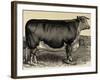 Meadow Farm-Stephanie Monahan-Framed Art Print