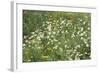 Meadow Florals-Staffan Widstrand-Framed Giclee Print