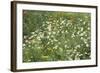 Meadow Florals-Staffan Widstrand-Framed Giclee Print