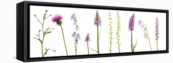 Meadow Flowers, Fleabane Thistle, Bearded Bellfower, Common Spotted Orchid, Twayblade, Austria-Benvie-Framed Stretched Canvas