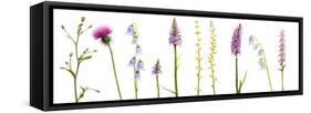 Meadow Flowers, Fleabane Thistle, Bearded Bellfower, Common Spotted Orchid, Twayblade, Austria-Benvie-Framed Stretched Canvas