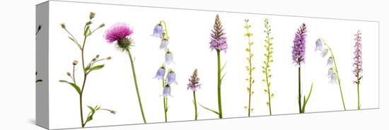 Meadow Flowers, Fleabane Thistle, Bearded Bellfower, Common Spotted Orchid, Twayblade, Austria-Benvie-Stretched Canvas