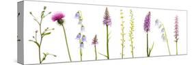 Meadow Flowers, Fleabane Thistle, Bearded Bellfower, Common Spotted Orchid, Twayblade, Austria-Benvie-Stretched Canvas