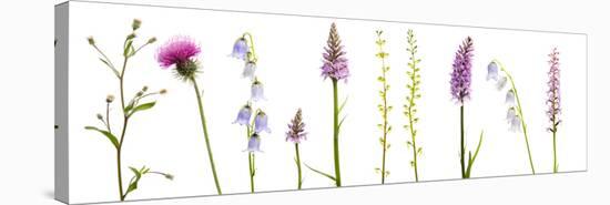 Meadow Flowers, Fleabane Thistle, Bearded Bellfower, Common Spotted Orchid, Twayblade, Austria-Benvie-Stretched Canvas