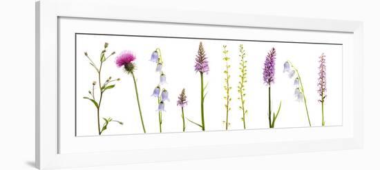 Meadow Flowers, Fleabane Thistle, Bearded Bellfower, Common Spotted Orchid, Twayblade, Austria-Benvie-Framed Photographic Print