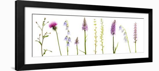 Meadow Flowers, Fleabane Thistle, Bearded Bellfower, Common Spotted Orchid, Twayblade, Austria-Benvie-Framed Photographic Print