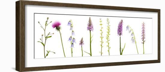 Meadow Flowers, Fleabane Thistle, Bearded Bellfower, Common Spotted Orchid, Twayblade, Austria-Benvie-Framed Photographic Print