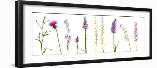Meadow Flowers, Fleabane Thistle, Bearded Bellfower, Common Spotted Orchid, Twayblade, Austria-Benvie-Framed Photographic Print