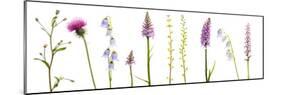 Meadow Flowers, Fleabane Thistle, Bearded Bellfower, Common Spotted Orchid, Twayblade, Austria-Benvie-Mounted Photographic Print