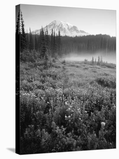 Meadow Flowers, Mt Rainier National Park, Washington, USA-Stuart Westmorland-Stretched Canvas