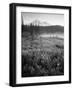 Meadow Flowers, Mt Rainier National Park, Washington, USA-Stuart Westmorland-Framed Photographic Print