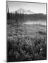 Meadow Flowers, Mt Rainier National Park, Washington, USA-Stuart Westmorland-Mounted Photographic Print