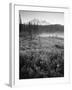 Meadow Flowers, Mt Rainier National Park, Washington, USA-Stuart Westmorland-Framed Photographic Print