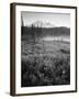 Meadow Flowers, Mt Rainier National Park, Washington, USA-Stuart Westmorland-Framed Photographic Print