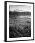 Meadow Flowers, Mt Rainier National Park, Washington, USA-Stuart Westmorland-Framed Photographic Print