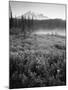 Meadow Flowers, Mt Rainier National Park, Washington, USA-Stuart Westmorland-Mounted Photographic Print