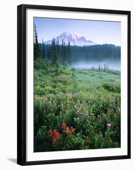 Meadow Flowers, Mt Rainier National Park, Washington, USA-Stuart Westmorland-Framed Premium Photographic Print