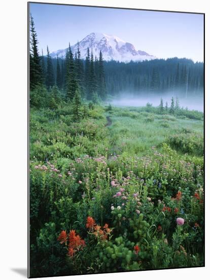 Meadow Flowers, Mt Rainier National Park, Washington, USA-Stuart Westmorland-Mounted Premium Photographic Print