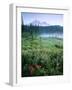 Meadow Flowers, Mt Rainier National Park, Washington, USA-Stuart Westmorland-Framed Photographic Print