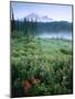 Meadow Flowers, Mt Rainier National Park, Washington, USA-Stuart Westmorland-Mounted Photographic Print