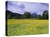 Meadow, Flowers on a Meadow, Bad Toelz, Bayern, Germany-Thorsten Milse-Stretched Canvas