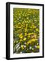 Meadow flowers on a windy day, UK-Adrian Davies-Framed Photographic Print