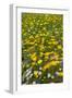 Meadow flowers on a windy day, UK-Adrian Davies-Framed Photographic Print