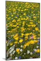 Meadow flowers on a windy day, UK-Adrian Davies-Mounted Photographic Print