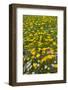 Meadow flowers on a windy day, UK-Adrian Davies-Framed Photographic Print