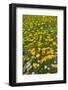 Meadow flowers on a windy day, UK-Adrian Davies-Framed Photographic Print