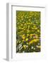 Meadow flowers on a windy day, UK-Adrian Davies-Framed Photographic Print