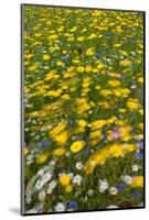 Meadow flowers on a windy day, UK-Adrian Davies-Mounted Photographic Print