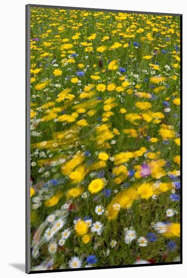 Meadow flowers on a windy day, UK-Adrian Davies-Mounted Photographic Print