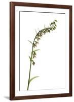 Meadow Gift-Wild Wonders of Europe-Framed Giclee Print